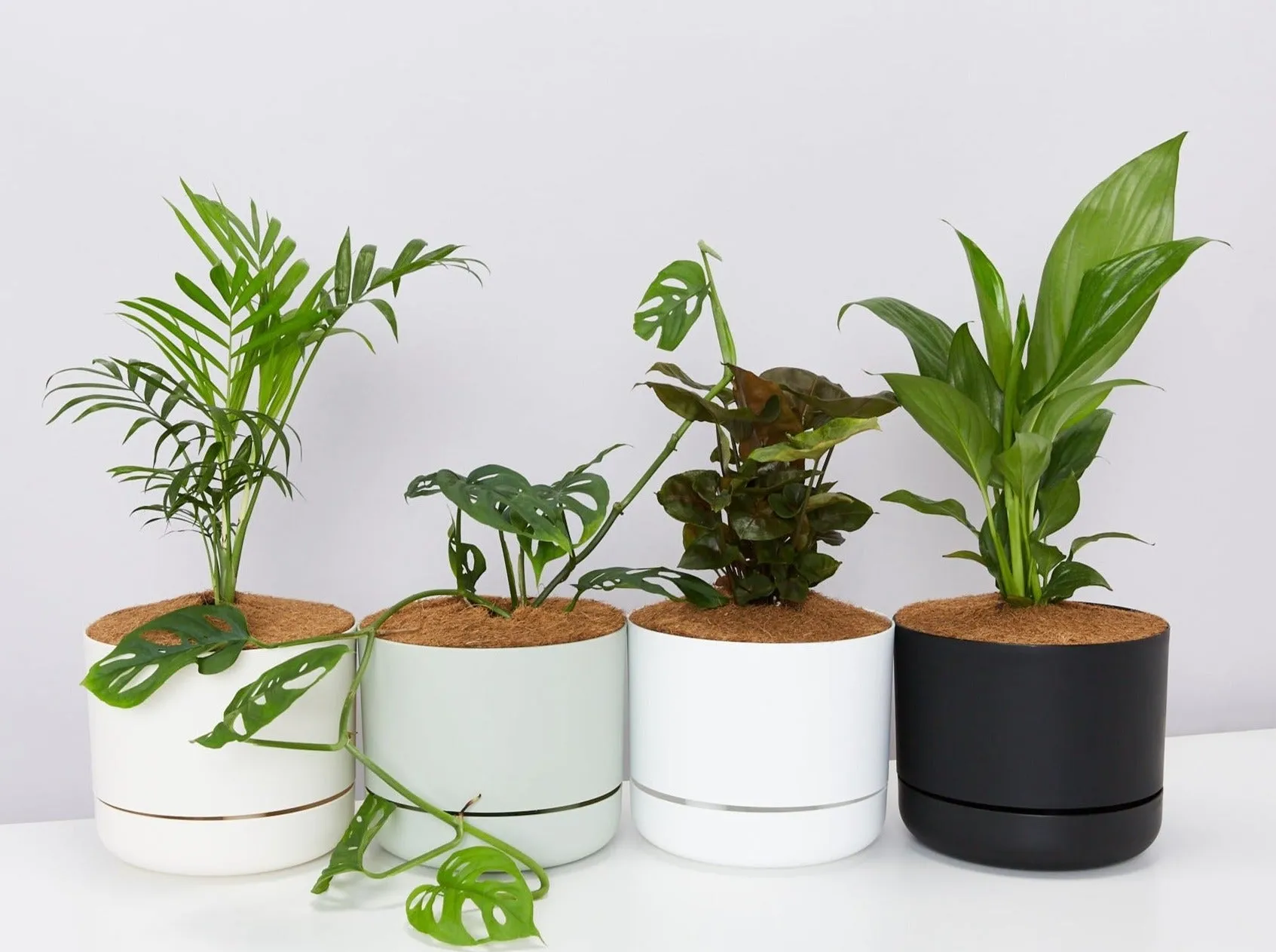4 Plants & 4 Self-Watering Pot Set - With Soil Mix