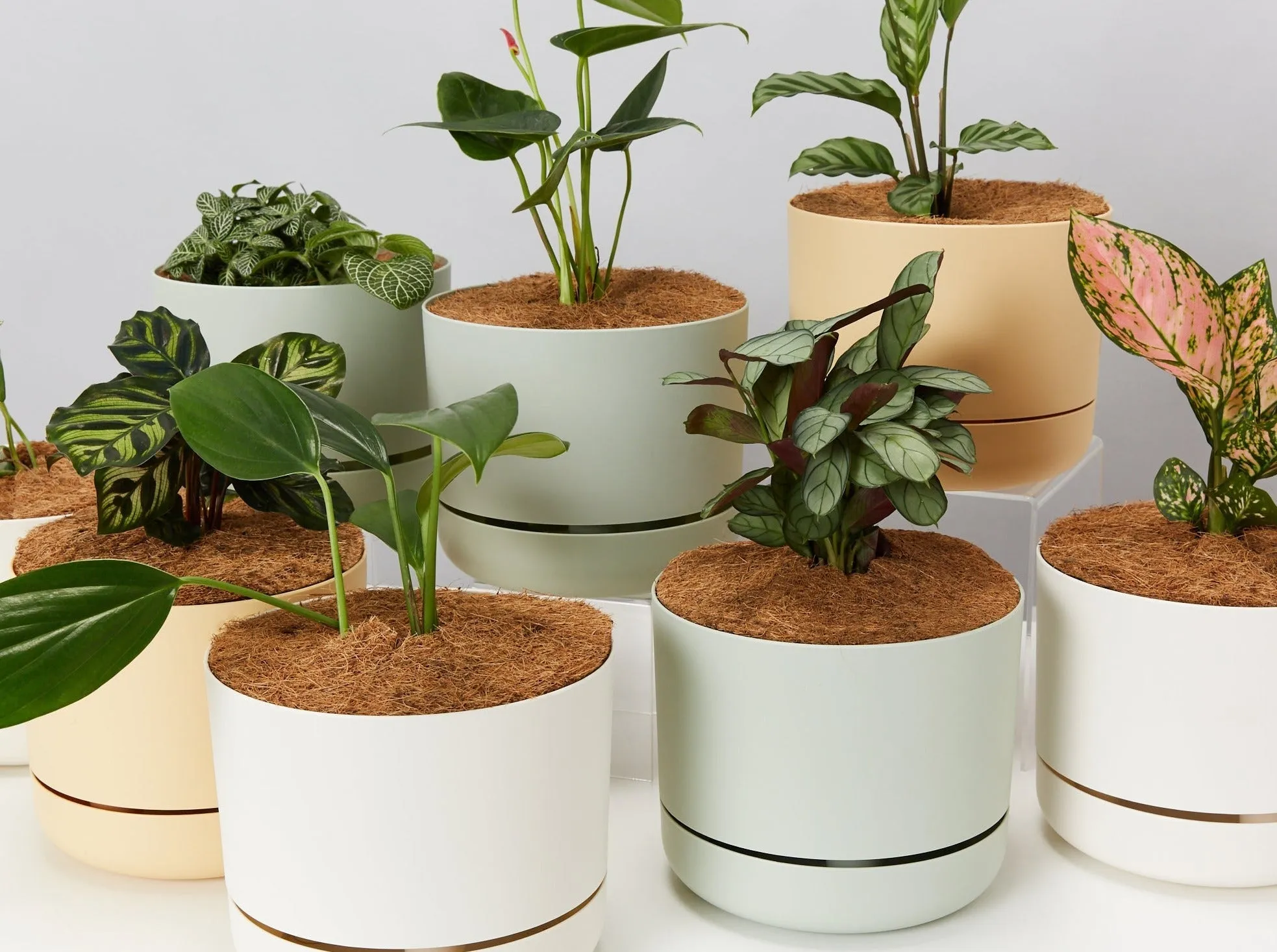 4 Plants & 4 Self-Watering Pot Set - With Soil Mix