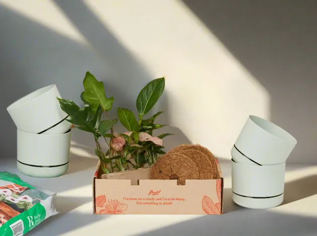 4 Plants & 4 Self-Watering Pot Set - With Soil Mix